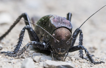 Bradiphorus dasiphus front view