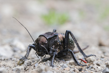 Bradiphorus dasiphus front view