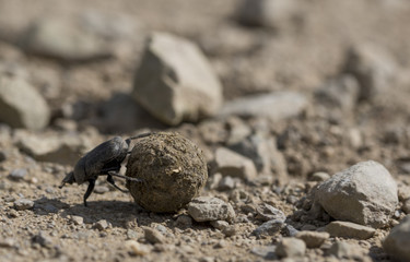 A small scarabaeus sacer gathering food