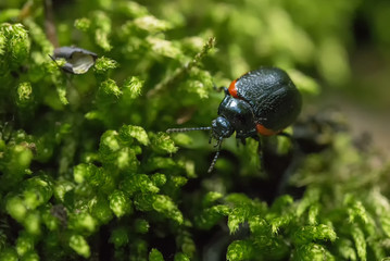 a closeup shot of a small insect