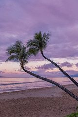 Palm Trees on a Maui Beach at Sunrise