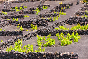 Wineyards in grapes farm among volcanic landscape on Lanzarote island, Spain. 