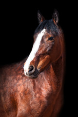 Obraz premium Portrait of Bay horse on black background.