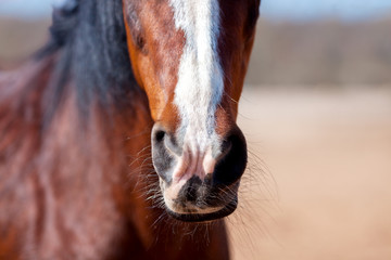 Nose Bay horse with a white mark close-up.