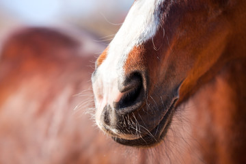 Nose Bay horse with a white mark close-up. - 196195098