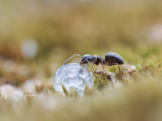 Ant drinking a drop of dew.