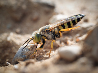 Sand wasp dragging a huge stone