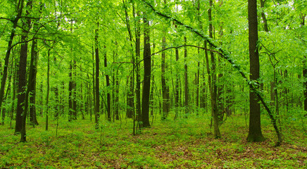 green forest in spring