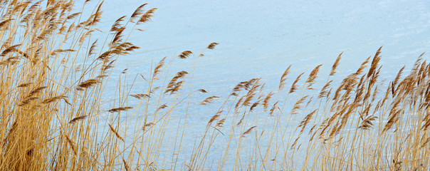 Reeds swaying in the wind - obrazy, fototapety, plakaty