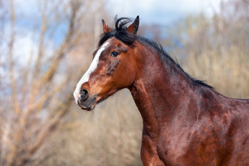 Fototapeta premium Bay horse on a background of trees closeup