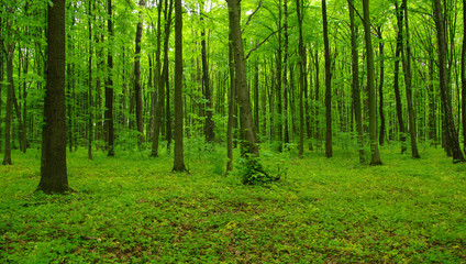 Obraz premium zielony las wiosną