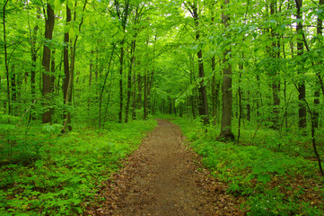 Obraz premium Green forest and path