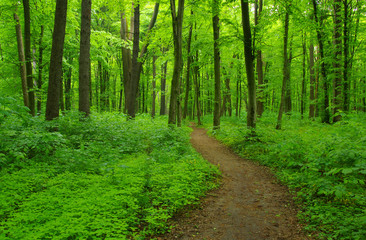 Obraz premium Zielony las i ścieżka