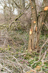 Baumreihe wurde gefällt