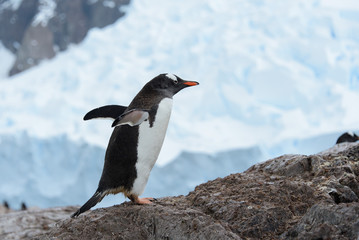 Obraz premium Gentoo penguin on rock
