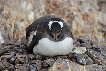 Fototapeta premium Gentoo penguin with chicks in nest