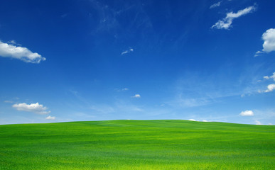 Fototapeta premium field and sky