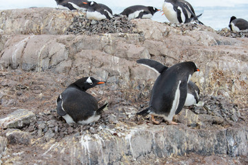 Gentoo penguin catch another by beak
