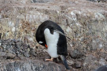 Fototapeta premium Gentoo penguin scratching