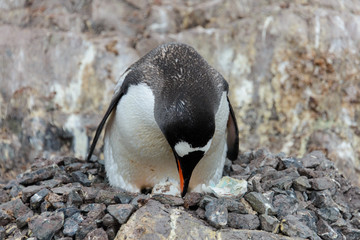 Fototapeta premium Gentoo penguin with egg in nest