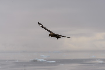 Fototapeta na wymiar Antarctic scua flying