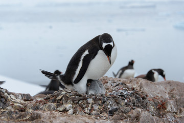 Fototapeta premium Gentoo penguin with chicks in nest