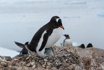 Naklejka premium Gentoo penguin with chicks in nest