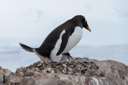 Gentoo penguin with chicks in nest