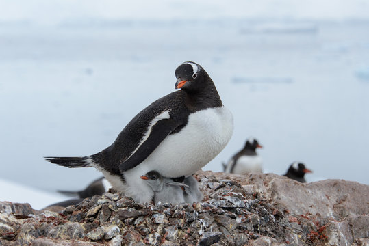 Gentoo penguin with chicks in nest