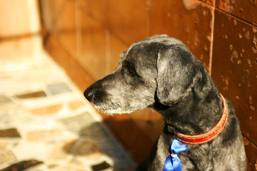 Dog Brasil Summer