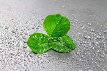 Clover leaves on a gray background with droplets of water. St.Patrick 's Day.