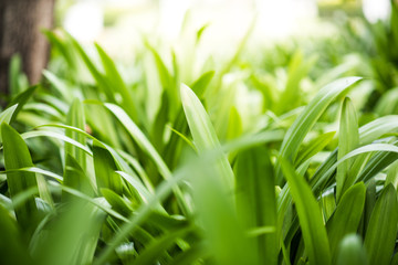 Green leaf plant and sunlight.