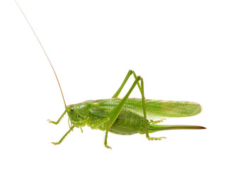 Green locust on white