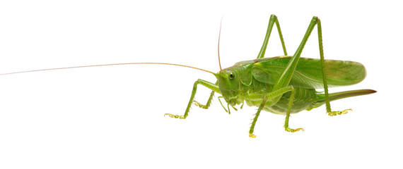 Green locust on white