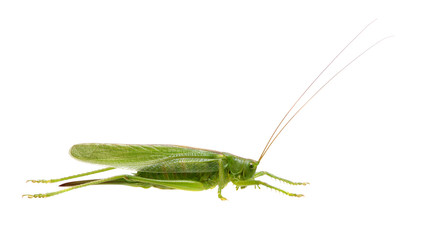 Green locust on white