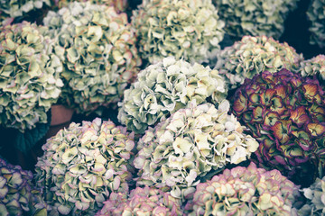 Hydrangea flowers