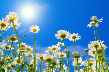 Field of daisies