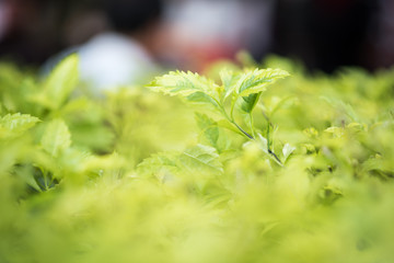 Green leaf plant and sunlight.