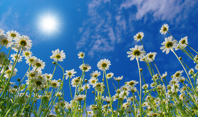 Field of daisies