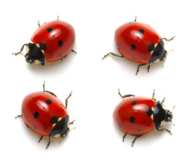 Collection of ladybugs