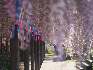 公園の藤棚で垂れ下がる紫色の藤の花