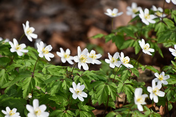 White Caltha flowers over green leaves