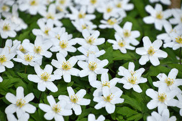 White Caltha flowers over green leaves