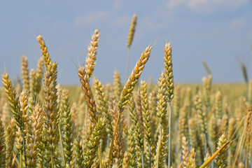 Close up field of wheat under clear blue sky