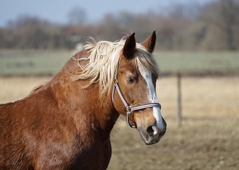 Obraz premium Einzelnes braunes Pferd als Portraitaufnahme auf der Weide