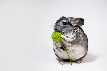 Chinchilla holds in her paws a flower, chrysanthemum