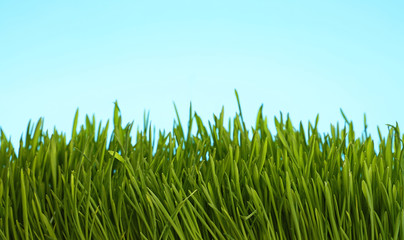 Fototapeta na wymiar Fresh spring grass close up over blue sky