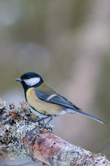 Kjøttmeis - Parus major