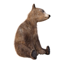 3D Rendering Brown Bear Cub on White © photosvac