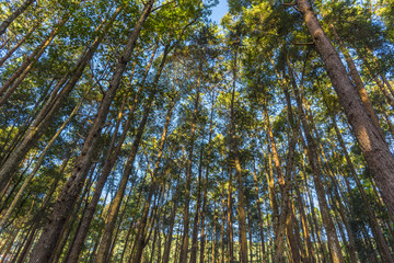 Obraz premium Scenic forest of fresh green deciduous trees framed by leaves, with the sun casting its warm rays through the foliage